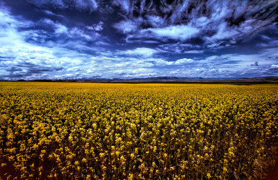 Canola Plants Pincher Creek Alberta 161A1283.jpg