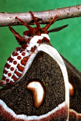 02 Cercropia Moth 1623X1484.jpg