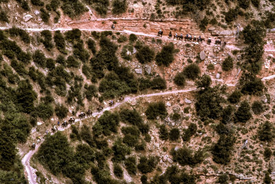 Mule Train into the Grand Canyon 577E2288.jpg