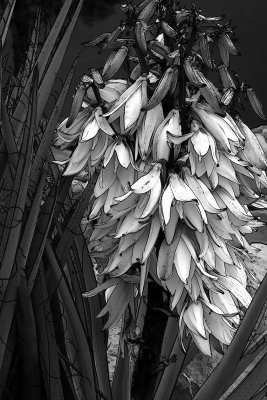 Yucca Blossoms.jpg