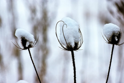 Lace in Winter II 028B374 .jpg