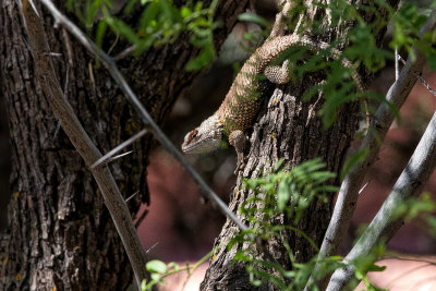 Lizard (Spiney Crevice) Up a Tree  2973.jpg