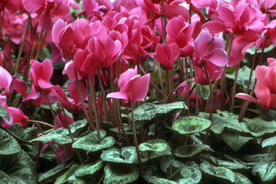 Cyclamen 2062C479.jpg