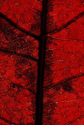 Fall Leaf Detail 005D1278.jpg