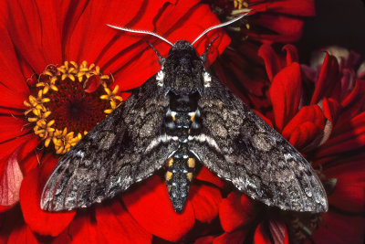 Lepidoptera 1623N380.jpg