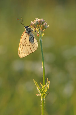 Groot Geaderd Witje