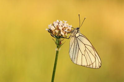 Groot Geaderd Witje