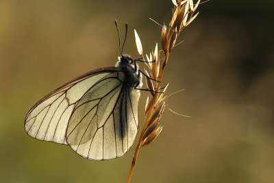 Groot Geaderd Witje
