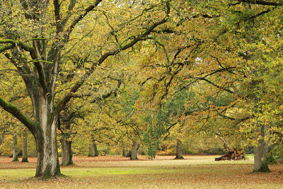 Herfst