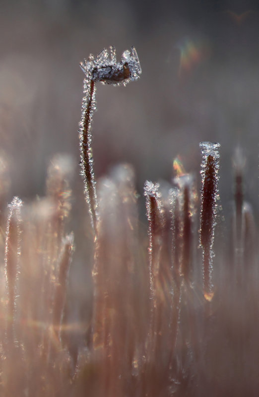 Ruig Haarmos - Polytrichum piliferum