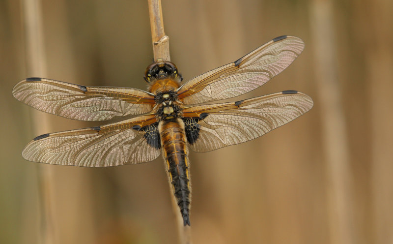 Viervlek - Libellula quadrimaculata