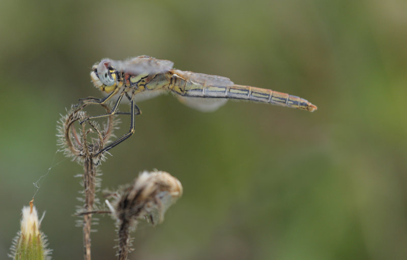 Zwervende heidelibel - Sympetrum fonscolombi