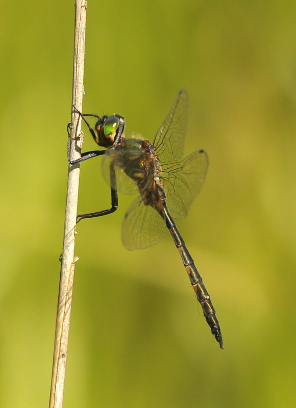 Gevlekte glanslibel - Somatochlora flavomaculata