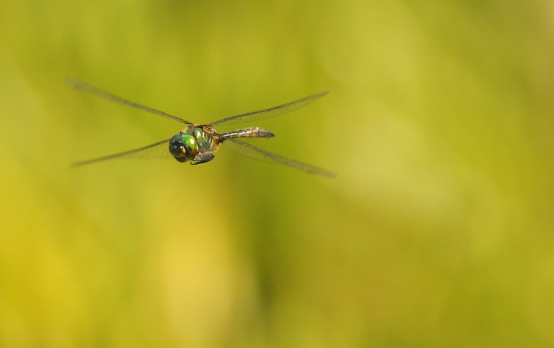 Gevlekte glanslibel - Somatochlora flavomaculata ♂