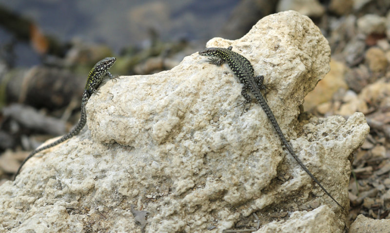 Italiaanse muurhagedis- Podarcis muralis nigriventris