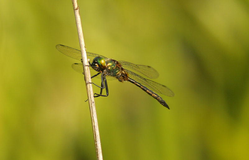 Gevlekte glanslibel - Somatochlora flavomaculata ♂