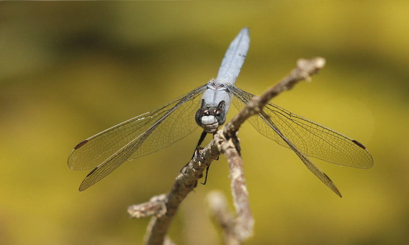 Zuidelijke oeverlibel ♂- Orthetrum brunneum
