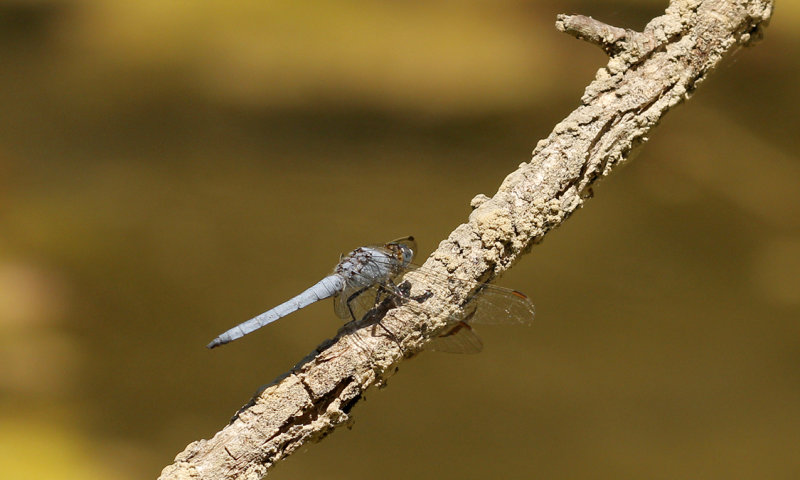 Zuidelijke oeverlibel ♂- Orthetrum brunneum
