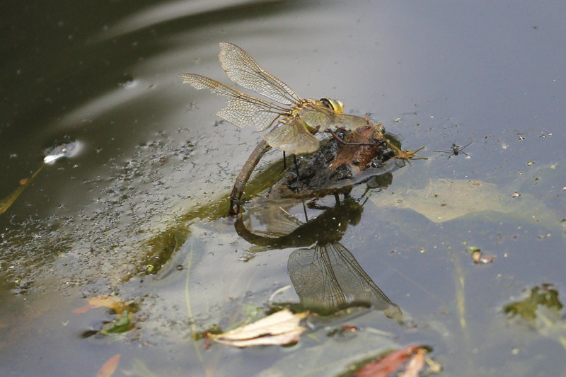Grote keizerlibel         - Anax imperator ♀