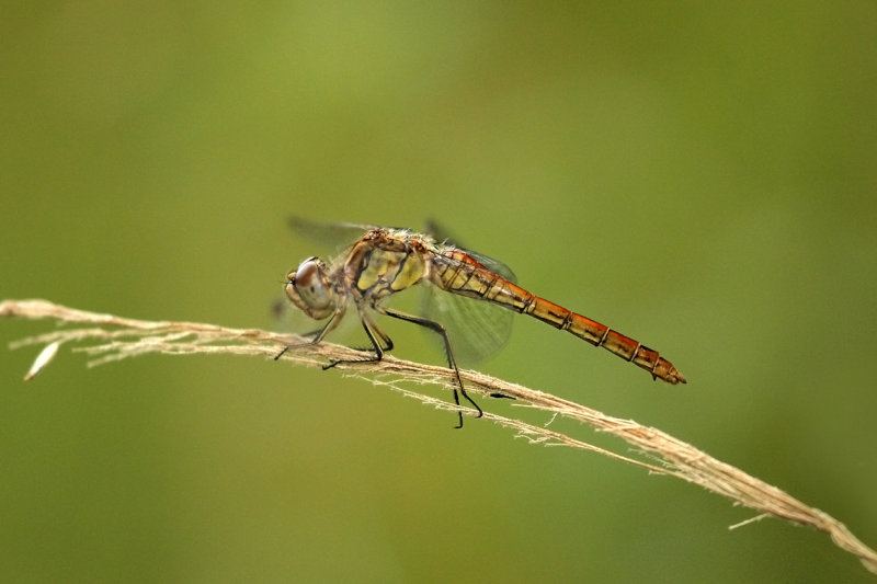 Steenrode heidelibel (Sympetrum vulgatum)