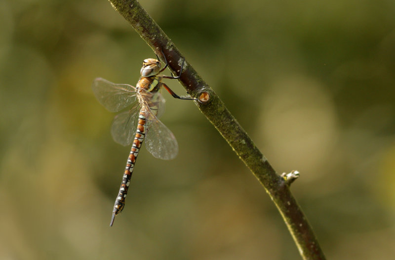 Paardenbijter - Aeshna mixta ♀