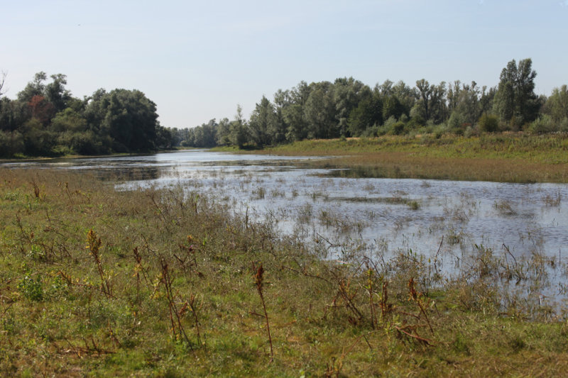 Voortplantingshabitat Zadellibel