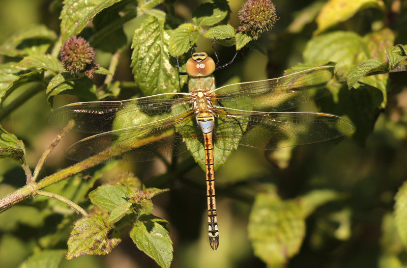 Zadellibel - Anax ephippiger ♂