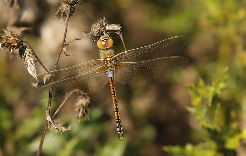 Zadellibel - Anax ephippiger ♂