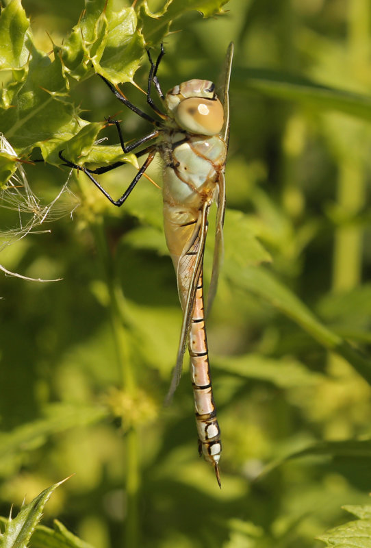 Zadellibel - Anax ephippiger  ♀