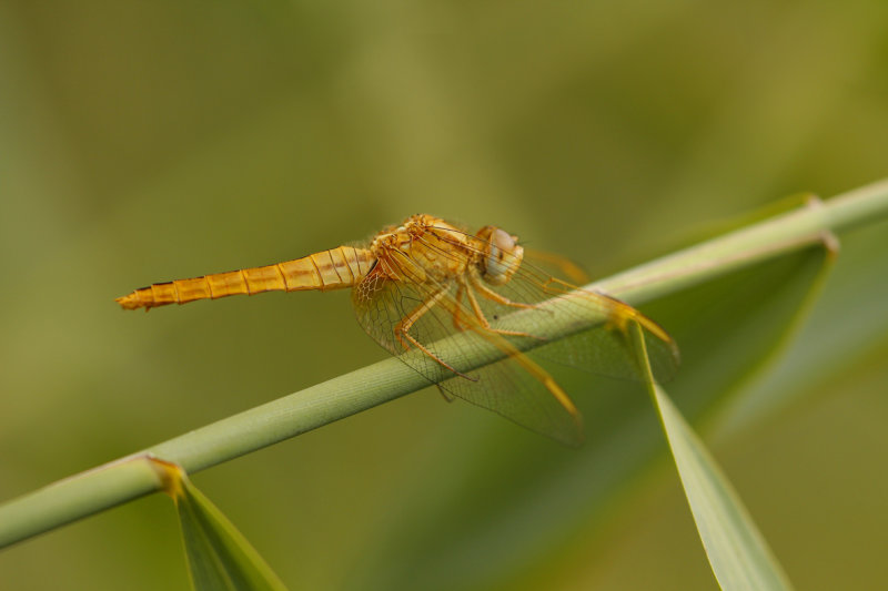 Vuurlibel - Crocothemis erythraea ♀