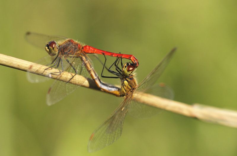 Kempense heidelibel - Sympetrum depressiusculum