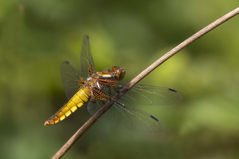 Platbuik - Libellula depressa vr
