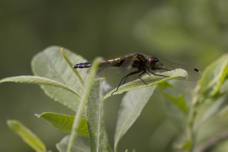 Sierlijke witsnuitlibel - Leucorrhinia caudalis ♀