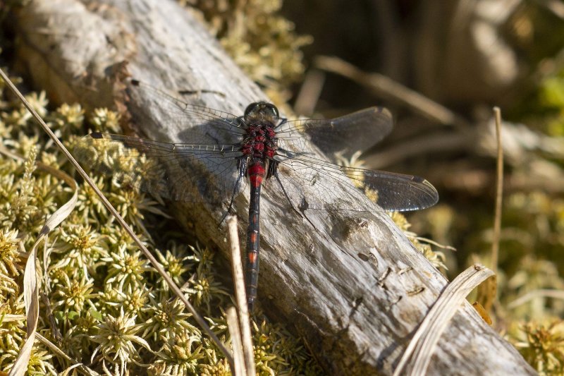 Venwitsnuitlibel - Leucorrhinia dubia ♂