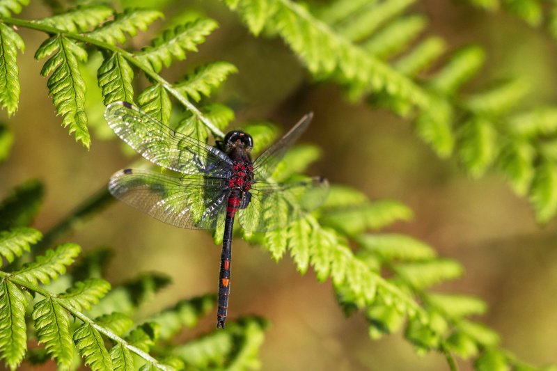 Venwitsnuitlibel - Leucorrhinia dubia ♂