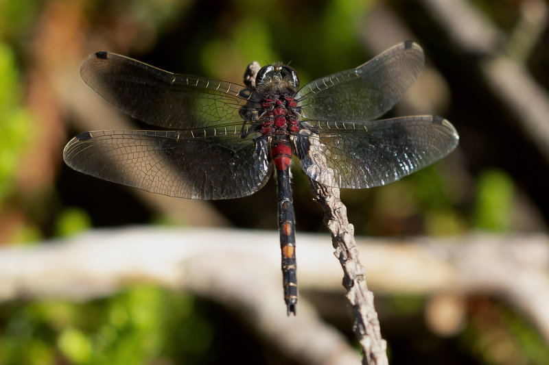 Venwitsnuitlibel - Leucorrhinia dubia ♂