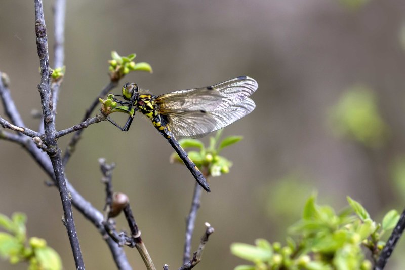 Venwitsnuitlibel - Leucorrhinia dubia  ♀