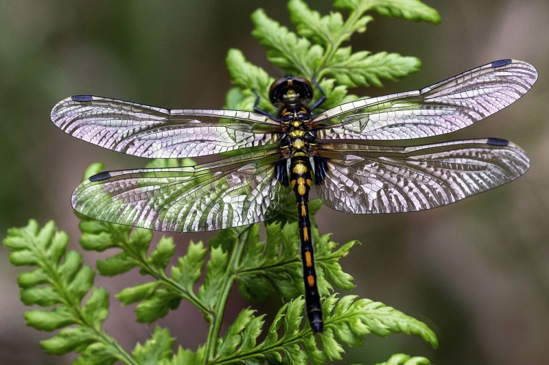 Venwitsnuitlibel - Leucorrhinia dubia  ♀