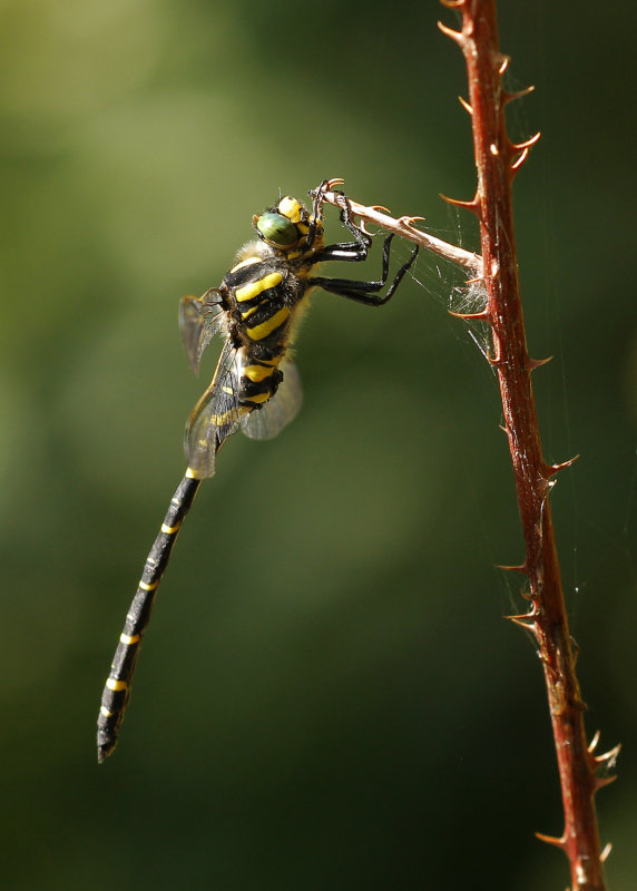 Gewone bronlibel - Cordulegaster boltonii ♂