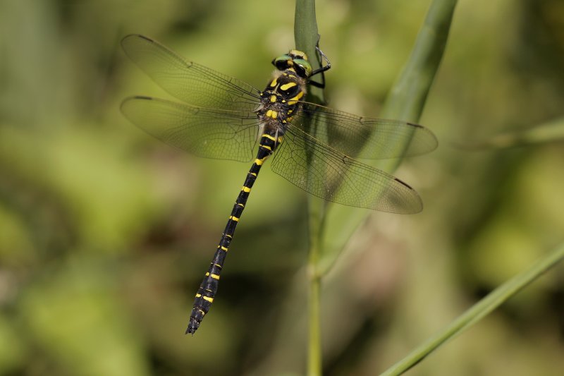 Gewone bronlibel - Cordulegaster boltonii ♂