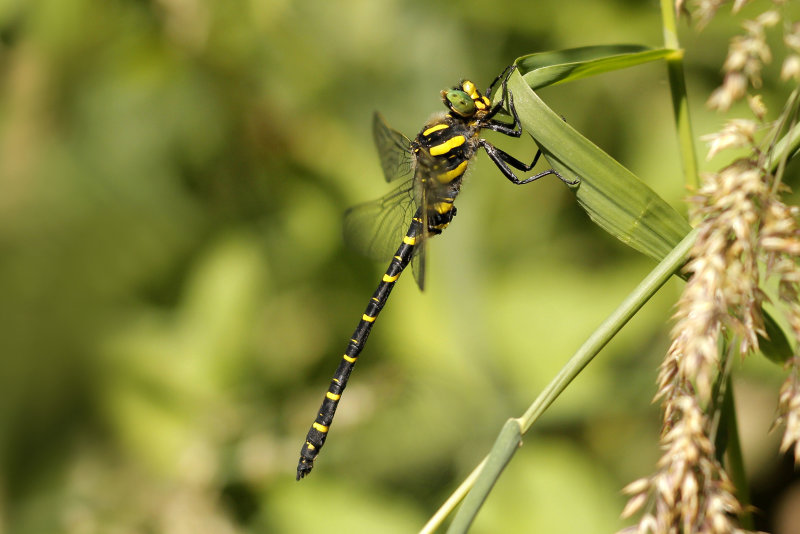 Gewone bronlibel - Cordulegaster boltonii ♂