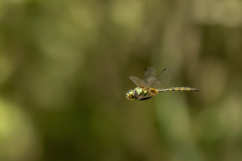 Gevlekte glanslibel - Somatochlora flavomaculata