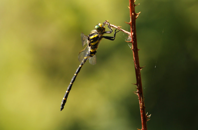 Gewone bronlibel - Cordulegaster boltonii ♂