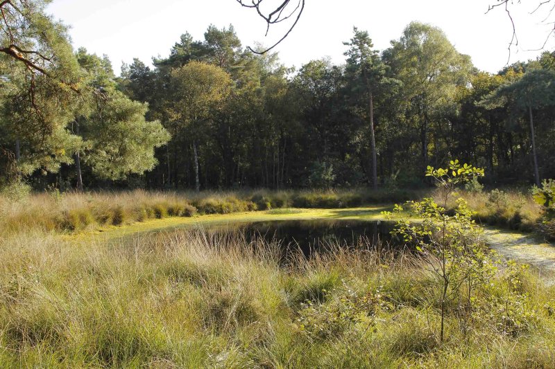 habitat Noordse glazenmaker.