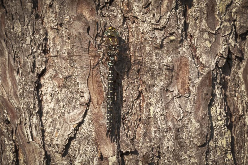 Noordse glazenmaker - Aeshna subarctica ♂