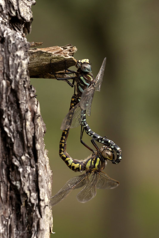 Noordse glazenmaker - Aeshna subarctica ♂ en  ♀