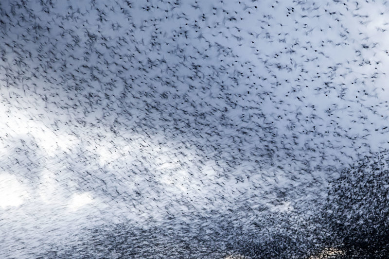 Spreeuwenwolk - cloud of starlings