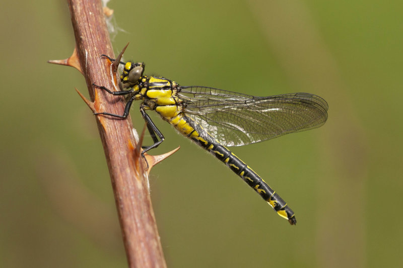 Beekrombout - Gomphus vulgatissimus ♀