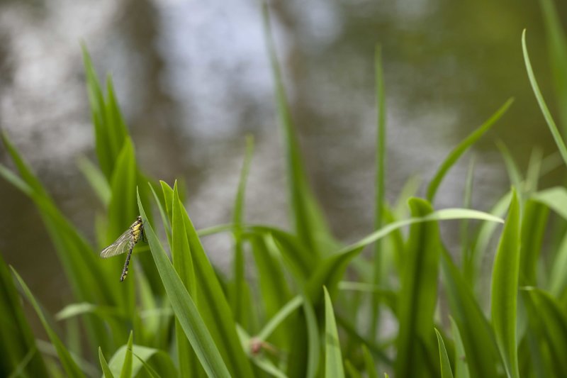 Beekrombout - Gomphus vulgatissimus