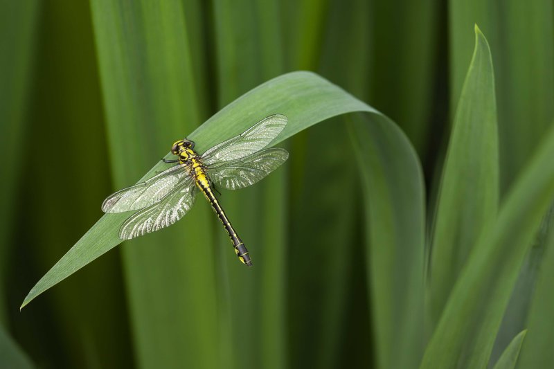 Beekrombout - Gomphus vulgatissimus ♀